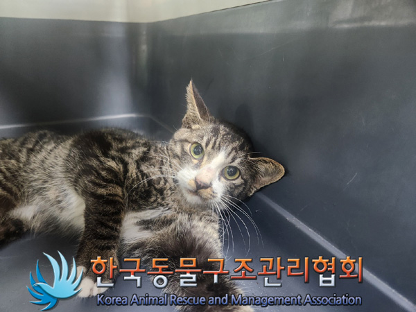 한국동물구조관리협회_441398202400493